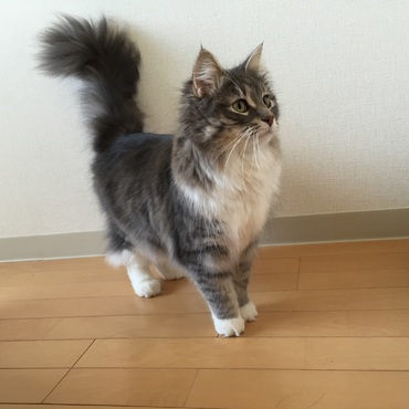 美しい立ち姿のロコちゃんです