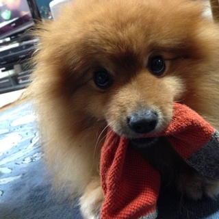 パパさんが亡くなり、お家を失いました。