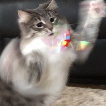 カシャカシャびょんびょん大好き！