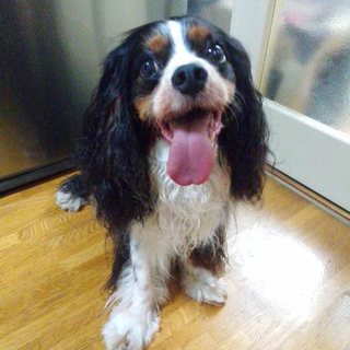 里親様が決まりました