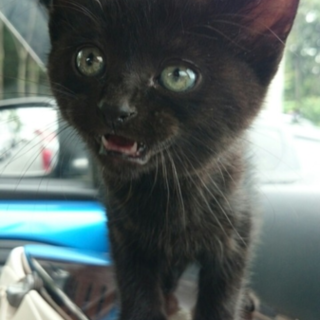 武蔵の黒豹あらわる！！