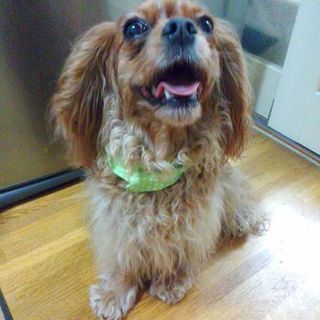 里親様が決まりました