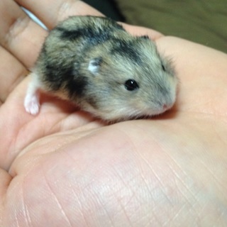 ジャンガリアンハムスター6月5日生まれ