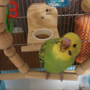 ブランコに乗れたよ