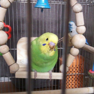 広いケージに移動♪