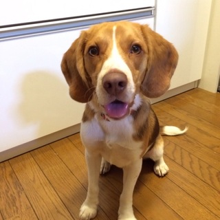 (ただいま交渉中)ビーグルの男の子です！