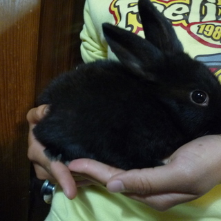 かわいいうさぎの里親募集