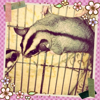 フクロモモンガ  ありがとうございました