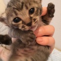 きじちびちゃんの家族になってくれる方を探してます