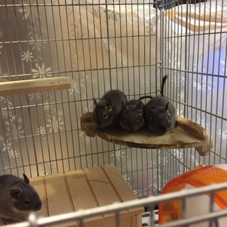 【新規募集中断】雄デグー４匹の里親さんを募集