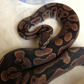 ボールパイソン