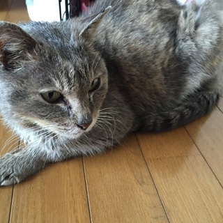 優しいおばあちゃんです。