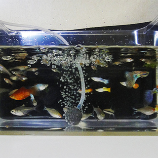 グッピー、サイアミーズ、ラミーなど