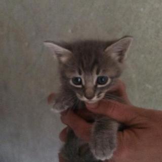 お問い合わせ多数にて一旦停止させて頂きます。