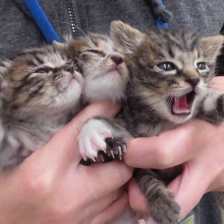 急な体調の変化により、一旦終了させて頂きます。