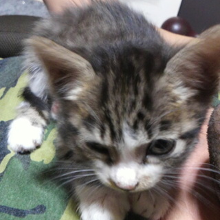 超人懐っこい子猫の里親探ししております。