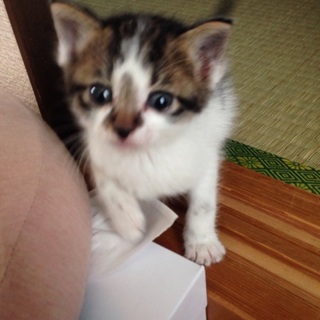 こねこの里親さん探しています