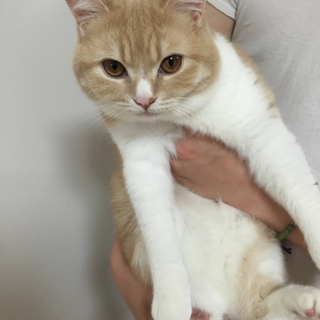 スコティッシュフォールド１歳男の子