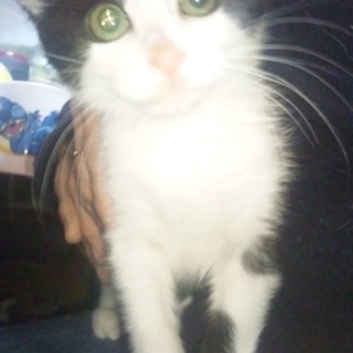 ハチワレ☆半年〜1才未満☆トイレしつけ済