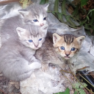 仔猫ちゃんの里親さん募集中