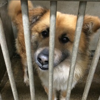 なつこい男の子