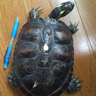 里親さんが見つかりましたので募集を停止します。