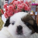 シーズーの子犬　わけありです