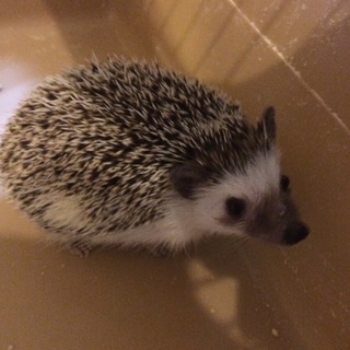 ハリネズミ（女の子）