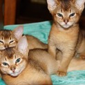 【愛知県】アビシニアンの子猫をお譲りします