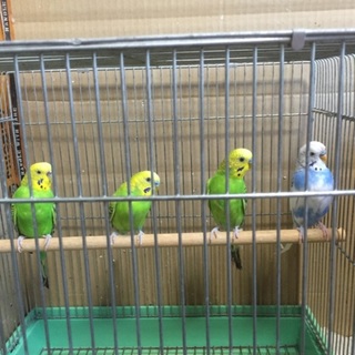 セキセイインコ 親ペア 若雄兄弟