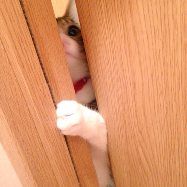 トイレのドアの隙間からここあたん❤