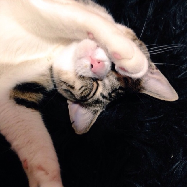 ここあたんのカバー写真