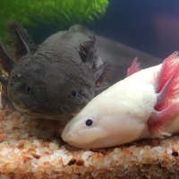 はそ(白) だり(黒)