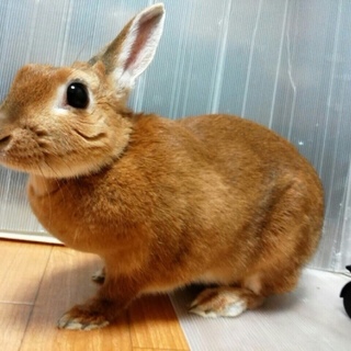【決定】保護うさぎ：オレンジ立ち耳♀２～４歳