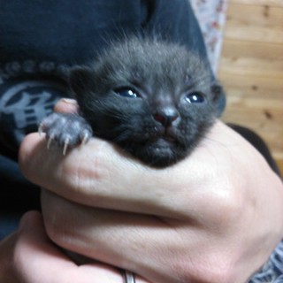 可愛い子猫の里親募集！