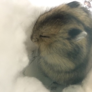 ジャンガリアンハムスターのオス１匹募集！