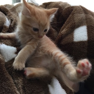 生後1ヶ月半の子猫です。