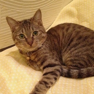 ちっこいムム君