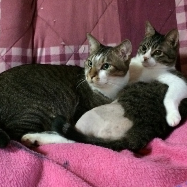 yoshiよしのカバー写真