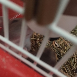 ブルーサファイア ハムスター 3か月目