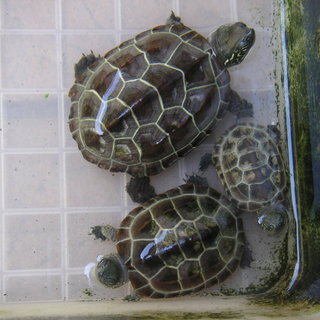 クサガメ（ゼニガメ）