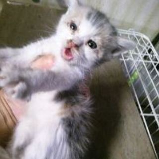 海くん　グレー白の男の子　1か月半