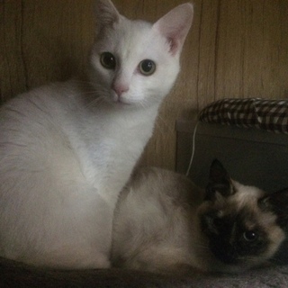 急募!!!　白猫（♂）か白茶猫（♀）