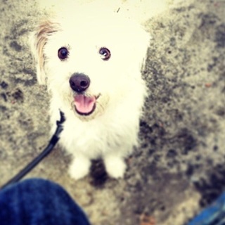 ジャック×トイプー ミックス！白くてフワフワ