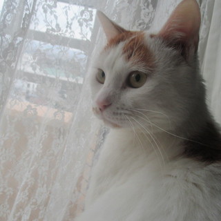 とても甘えん坊で賢い子です。