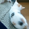 生後１ヶ月5子猫の内４猫終了/ママ猫+白キジ募集中 サムネイル7