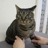 ７年、飼っていた猫です！