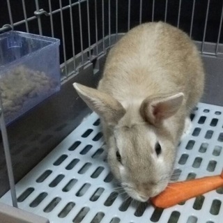 4羽とも素敵な家族が見つかりました！