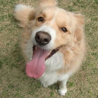 ボーダーコリールシオ♂２歳　家族募集中！！