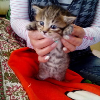 かわいい子猫です